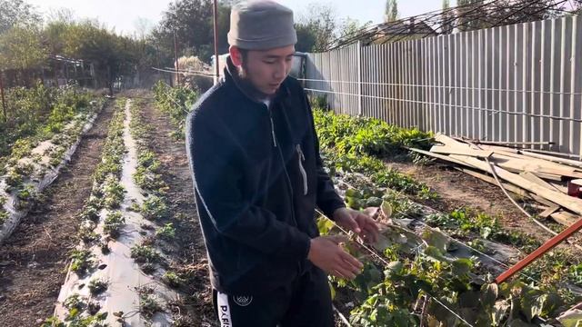 Шпалера кандай болот… Блэк Джем, полонез, прималба сорттору… смотреть онлайн