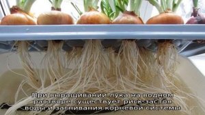 Особенности выращивания лука на гидропонике