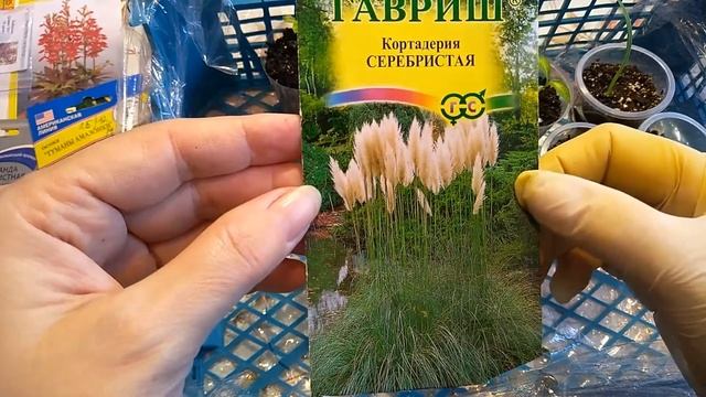 Черенки петунии, посевы, всходы,- январский обзор.
