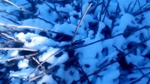 Самый простой способ хранения инжира )