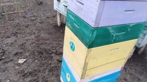 Пчеловодство/8 рамочник ДАДАН/Обзор улья