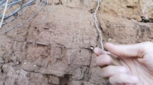 Добралась на крутое залегание глины "Корешок" Тут эта глина идеальная, земельно-медовая! 31.07.2022