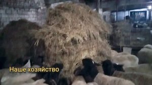 Продажа поместных дорперов поколения f2-f3-f4 , помеси от дорпера
