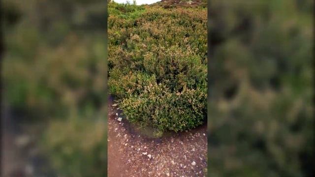 ИРЛАНДИЯ. ПОЛУОСТРОВ ХОУТ | HOWTH. IRELAND. One Day Trip.