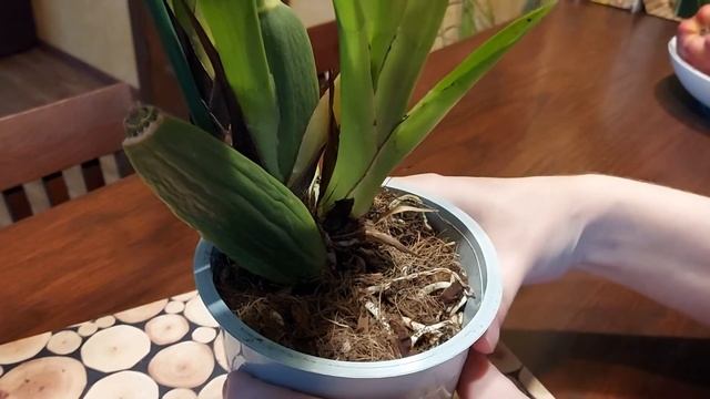 Зигопеталум. Орхидея. Описание и уход смотреть онлайн