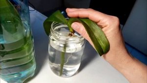 способ реанимации орхидеи листьями в воде