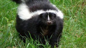 10 фактов о скунсах