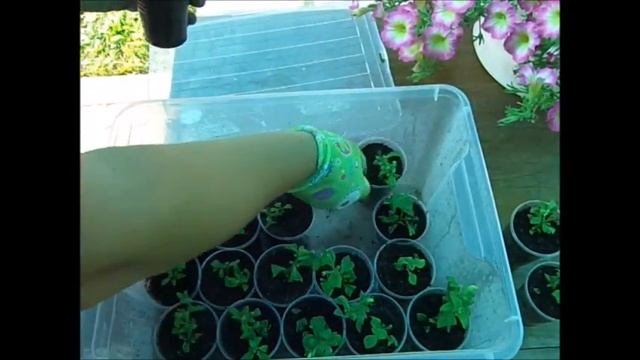 Вегетативная петуния "Fanfara White"в июле. смотреть онлайн