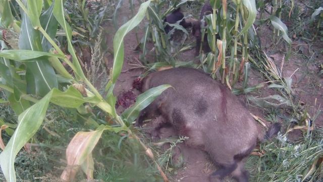 13.08.2020 г. охота на кабана . смотреть онлайн