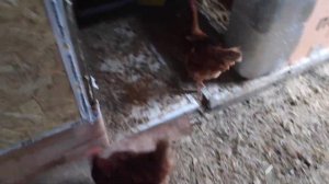 Один день на "куриной ферме"🐤