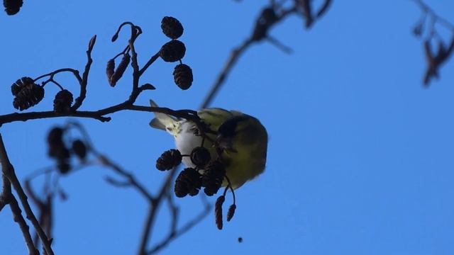 Шишечки ольхи - любимое лакомство чижей (Могилев. Печерск. Самец чижа). смотреть онлайн