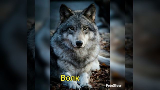 ДИКИЕ ЖИВОТНЫЕ