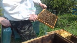 Увеличиваем пасеку! Деление пчелосемьи на пол лета.