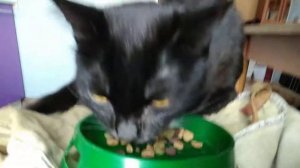 Кошка ест сухой корм