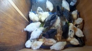 Цыплята из инкубатора 3 недели