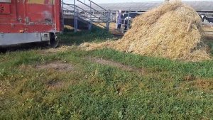 Продажа племенных нетелей молочных пород. Племенные черно пестрая порода КРС. КРС живым весом