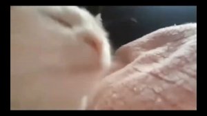 Белый кот трясёт головой под музыку