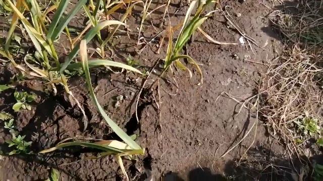 Когда убирать озимый чеснок?????? смотреть онлайн