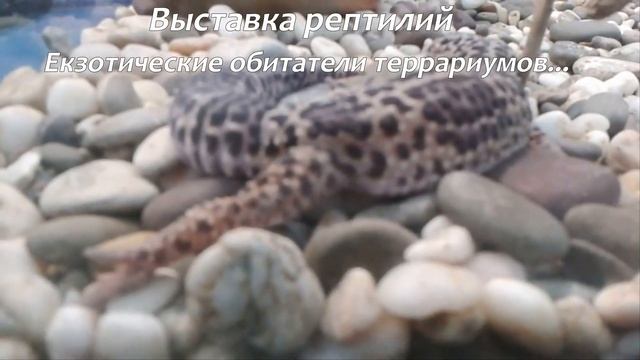 Передвижная выставка Экзотических Животных. Рептилии, Черепахи, Обитатели террариумов смотреть онлайн