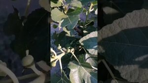 Помогите определить сорт инжира. #дача#сад#инжир