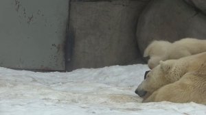 Белые медвежата в Московском зоопарке Polar Bear Cubs in Moscow Zoo