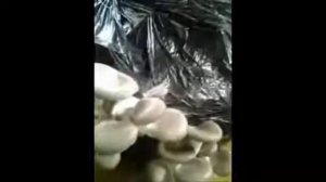 Купить мицелий вешенки