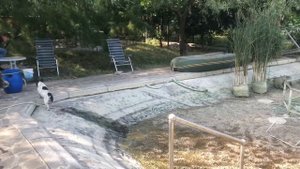 Чистка и зарыбление домашнего пруда