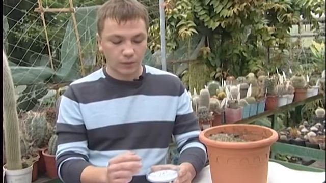 Посев кактусов смотреть онлайн