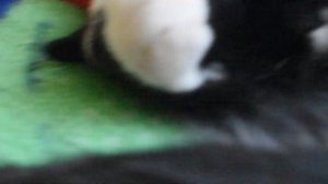 КОТ ОБОСРАЛСЯ!!! (не кликбейт)