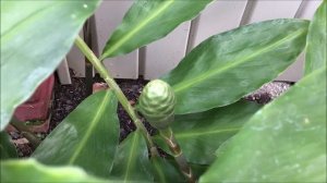 We Have Blossoms! | Growing Pinecone Shampoo Ginger