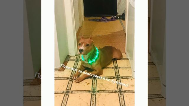 собрала фотки нашей стаффогруппы и маленький видос сделала#амстафф#ловестафф#собакамечты смотреть онлайн