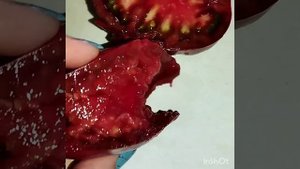 Обзор и дегустация томата Сиреневое озеро .