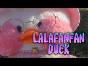 Lalafanfan duck