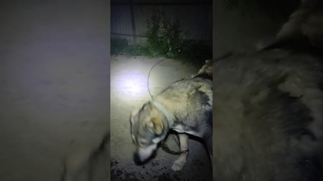 Щикарно сложенный Ширхан. Питомник. Волкодавы 05. смотреть онлайн