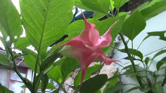 АНГЕЛОВЫ ТРУБЫ. БРУГМАНСИЯ УДИВИЛА И ПОРАДОВАЛА! смотреть онлайн