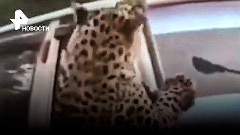 Бешеный леопард бросается на людей в Индии / РЕН Новости