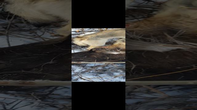 Первый лось молодой лайки.mp4