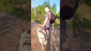 Как работать на удавке с собакой которая тащит. Бим