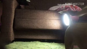 Как научить щенка команде лежать