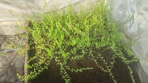 Результат черенкования клюквы сорта Пилигрим