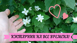 #жасмин#декоративный КУСТАРНИК НА ВСЕ ВРЕМЕНА!#сад#декоративные_кустарники#цветение_жасмина#в_саду#к