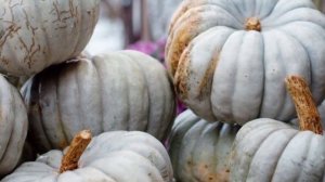 Полезные свойства тыквы. Разновидности и сорта. Тыквенные семечки и диета. Источник витаминов.