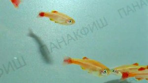 Кардинал золотой Thanichtis albonubes "Gold"