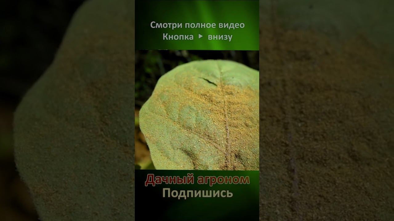 СЛИЗНИ Проверенные средства и ЗЕМЛЯ как ХЛЕБ Дачный агроном