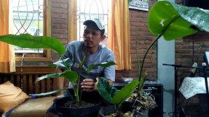 Potensi tersembunyi Anthurium Rare (langka)