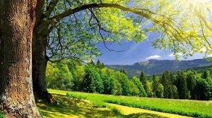 Медитация "Энергия Земли"