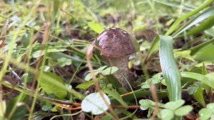 Прогулка в лес с детьми.Нашли много грибов.Боровики и черноголовики.????️