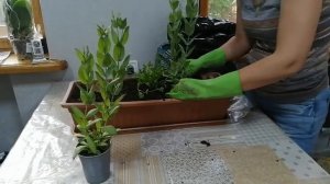 Эустома. Посадка в горшок для балкона.