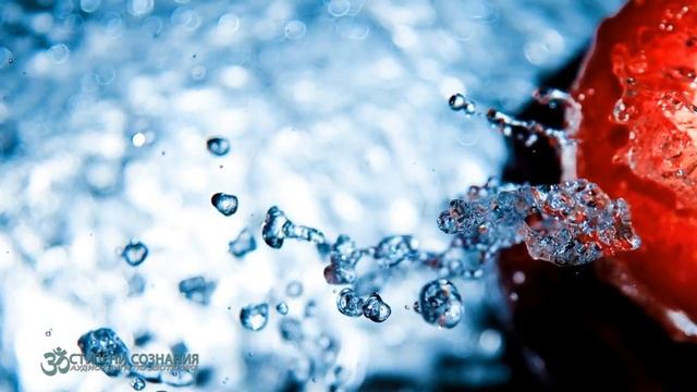 Роберт Адамс. 238. Истинная непривязанность. NikOsho. смотреть онлайн