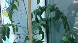 ПОМИДОРЫ КОТОРЫЕ ВЫРОСЛИ  на ПОДОКОННИКЕ. Свежие помидоры к Новогоднему столу